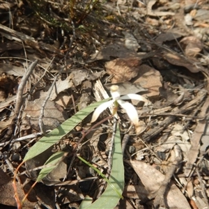 Caladenia ustulata at Undefined Area - suppressed