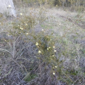 Acacia ulicifolia at Fadden, ACT - 20 Aug 2016