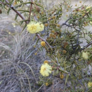 Acacia ulicifolia at Fadden, ACT - 20 Aug 2016