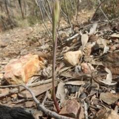 Calochilus sp. (A Beard Orchid) at Point 29 - 6 Oct 2016 by MichaelMulvaney