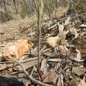 Calochilus sp. at Point 29 - 6 Oct 2016