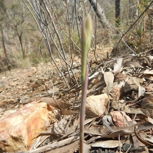 Calochilus sp. at Point 29 - 6 Oct 2016