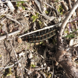 Apina callisto at Fadden, ACT - 20 Aug 2016