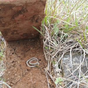 Aprasia parapulchella at Molonglo River Reserve - 7 Oct 2016