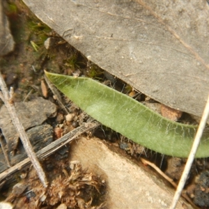 Glossodia major at Undefined Area - suppressed
