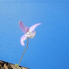 Glossodia major at Undefined Area - suppressed