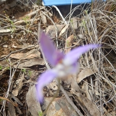 Glossodia major at Point 29 - suppressed