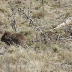 Vombatus ursinus (Bare-nosed Wombat) at Burra, NSW - 21 Aug 2016 by ArcherCallaway