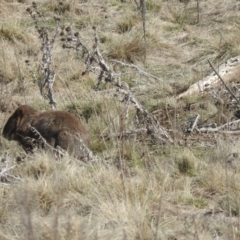 Vombatus ursinus (Common wombat, Bare-nosed Wombat) at Burra, NSW - 21 Aug 2016 by RyuCallaway