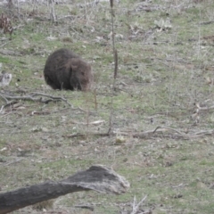 Vombatus ursinus (Bare-nosed Wombat) at Burra, NSW - 21 Aug 2016 by ArcherCallaway
