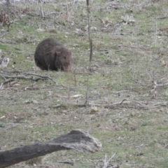 Vombatus ursinus (Common wombat, Bare-nosed Wombat) at Googong Foreshore - 21 Aug 2016 by RyuCallaway