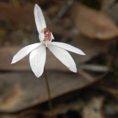 Caladenia fuscata (Dusky Fingers) at Point 29 - 6 Oct 2016 by MichaelMulvaney