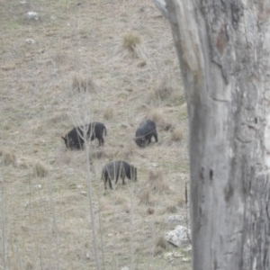 Sus scrofa at Burra, NSW - 21 Aug 2016