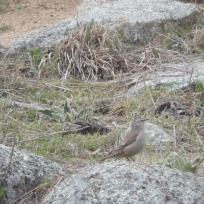 Climacteris picumnus (Brown Treecreeper) at Googong Foreshore - 21 Aug 2016 by RyuCallaway