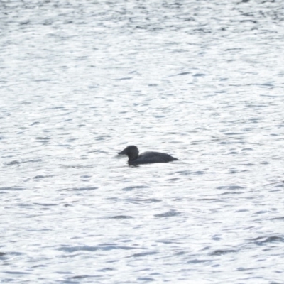 Biziura lobata (Musk Duck) at Burra, NSW - 21 Aug 2016 by ArcherCallaway