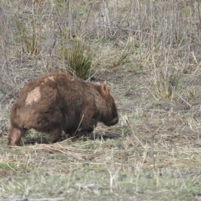 Vombatus ursinus (Common wombat, Bare-nosed Wombat) at Burra, NSW - 21 Aug 2016 by RyuCallaway