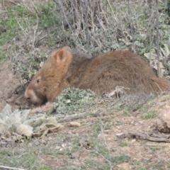 Vombatus ursinus (Bare-nosed Wombat) at Burra, NSW - 21 Aug 2016 by ArcherCallaway
