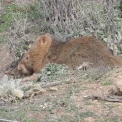 Vombatus ursinus (Common wombat, Bare-nosed Wombat) at Googong Foreshore - 21 Aug 2016 by RyuCallaway