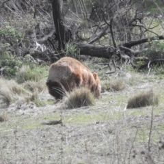 Vombatus ursinus (Bare-nosed Wombat) at Burra, NSW - 21 Aug 2016 by ArcherCallaway