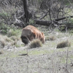 Vombatus ursinus (Common wombat, Bare-nosed Wombat) at Googong Foreshore - 21 Aug 2016 by RyuCallaway