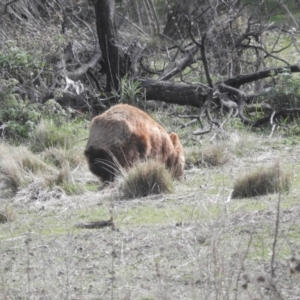 Vombatus ursinus at Burra, NSW - 21 Aug 2016