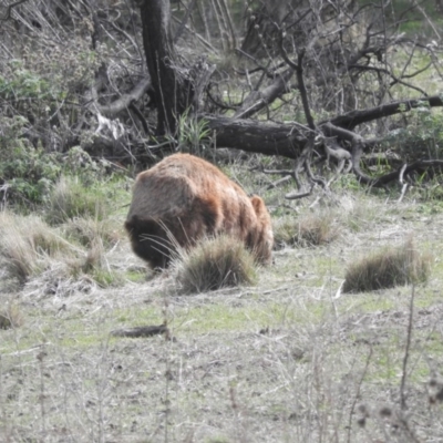 Vombatus ursinus (Common wombat, Bare-nosed Wombat) at Googong Foreshore - 21 Aug 2016 by RyuCallaway