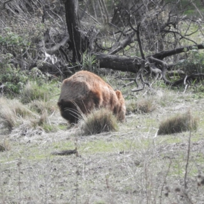 Vombatus ursinus (Bare-nosed Wombat) at Burra, NSW - 21 Aug 2016 by ArcherCallaway