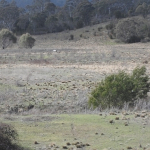 Gymnorhina tibicen at Burra, NSW - 21 Aug 2016