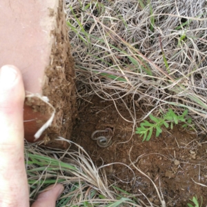 Aprasia parapulchella at Molonglo River Reserve - suppressed