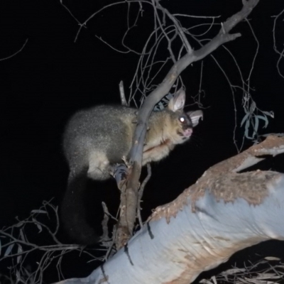 Trichosurus vulpecula (Common Brushtail Possum) at Fadden, ACT - 23 Aug 2016 by RyuCallaway