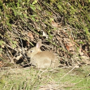 Oryctolagus cuniculus at Acton, ACT - 26 Aug 2016 04:08 PM