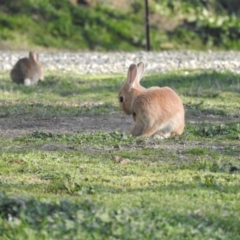 Oryctolagus cuniculus (European Rabbit) at Australian National University - 26 Aug 2016 by RyuCallaway