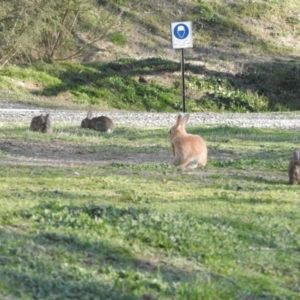 Oryctolagus cuniculus at Acton, ACT - 26 Aug 2016