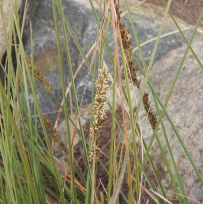 Carex appressa (Tall Sedge) at Fadden, ACT - 27 Aug 2016 by ArcherCallaway