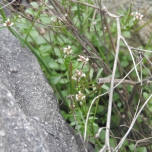 Cardamine hirsuta at Fadden, ACT - 27 Aug 2016 09:50 AM