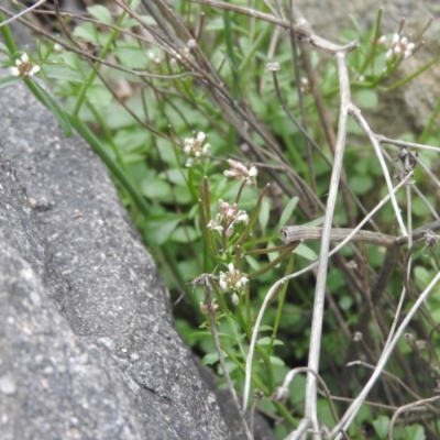 Cardamine hirsuta (Common Bittercress, Hairy Woodcress) at Fadden Hills Pond - 26 Aug 2016 by RyuCallaway