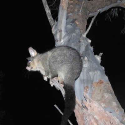 Trichosurus vulpecula (Common Brushtail Possum) at Fadden, ACT - 27 Aug 2016 by RyuCallaway