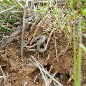 Aprasia parapulchella at Molonglo River Reserve - 7 Oct 2016