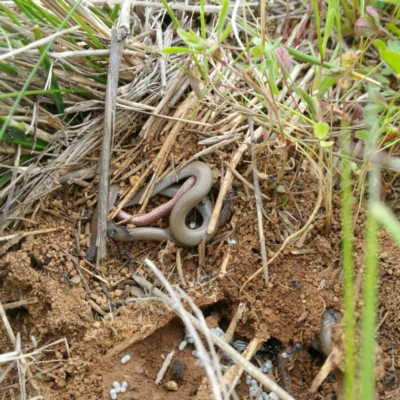 Aprasia parapulchella (Pink-tailed Worm-lizard) at Molonglo River Reserve - 7 Oct 2016 by RichardMilner
