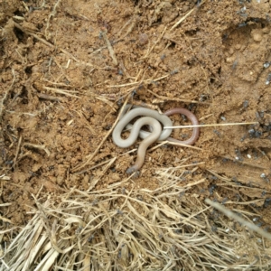 Aprasia parapulchella at Molonglo River Reserve - 7 Oct 2016