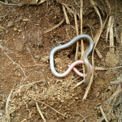 Aprasia parapulchella (Pink-tailed Worm-lizard) at Molonglo River Reserve - 6 Oct 2016 by RichardMilner