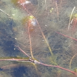 Myriophyllum sp. at Cavan, NSW - 28 Aug 2016 09:45 AM