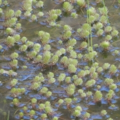 Myriophyllum sp. at Cavan, NSW - 28 Aug 2016 09:45 AM