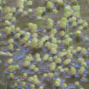 Myriophyllum sp. at Cavan, NSW - 28 Aug 2016 09:45 AM