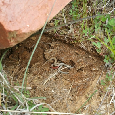 Aprasia parapulchella (Pink-tailed Worm-lizard) at Molonglo River Reserve - 6 Oct 2016 by RichardMilner