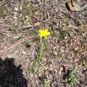 Microseris walteri at Bruce, ACT - 6 Oct 2016 01:55 PM