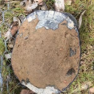 Chelodina longicollis at Gungahlin, ACT - 7 Oct 2016