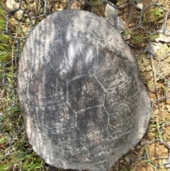 Chelodina longicollis (Eastern Long-necked Turtle) at Gungahlin, ACT - 7 Oct 2016 by CedricBear