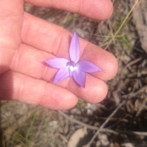 Glossodia major at Undefined Area - suppressed