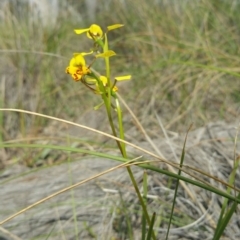 Diuris nigromontana (Black Mountain Leopard Orchid) at Canberra Central, ACT - 7 Oct 2016 by nic.jario